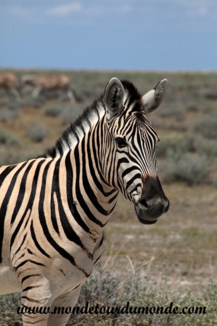 Etosha (16).JPG