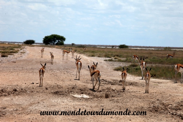 Etosha (28).JPG