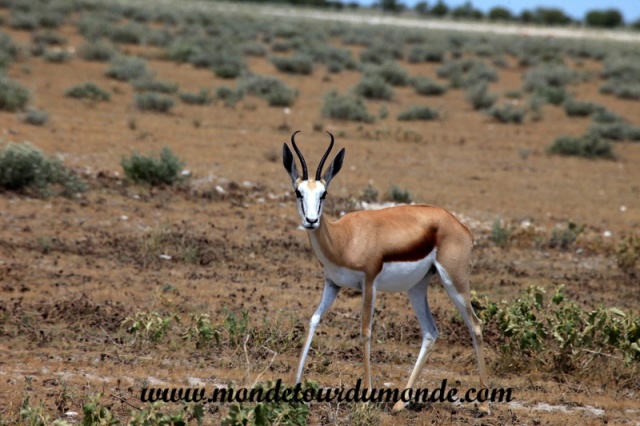 Etosha (4).JPG