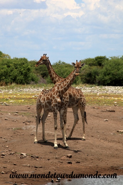 Etosha (225).JPG