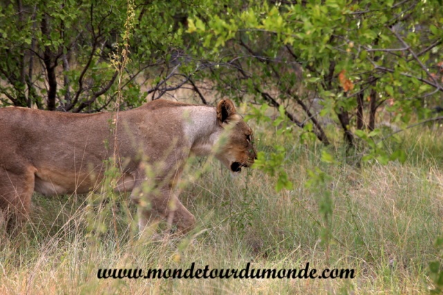 Etosha (278).JPG