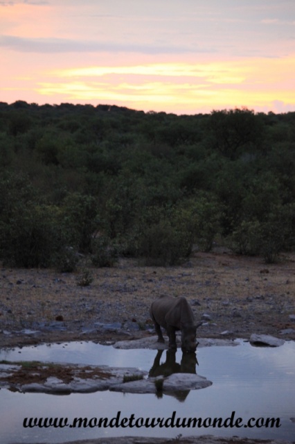 Etosha (311).JPG