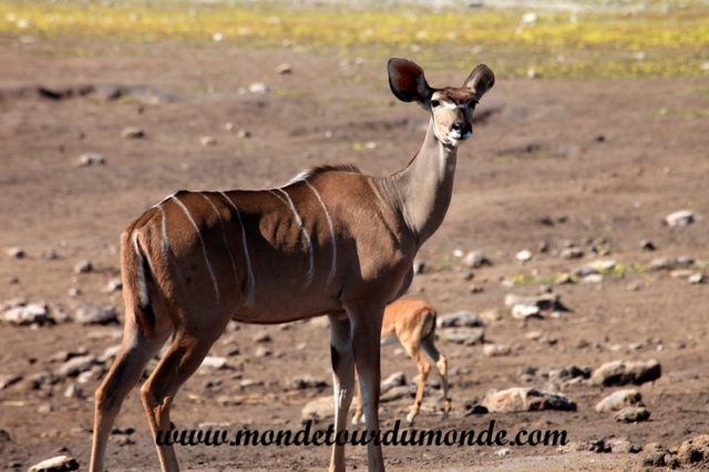 Etosha (326).JPG