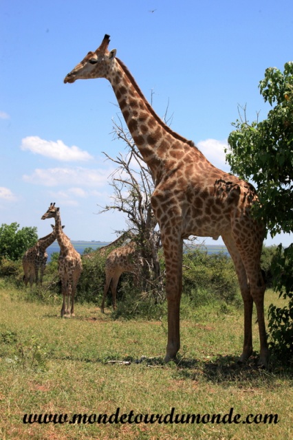 Chobe (105).JPG