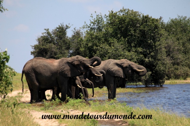 Chobe (111).JPG