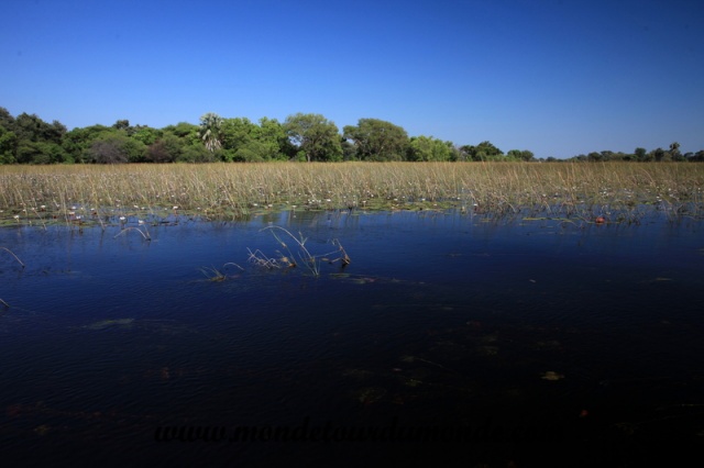 Okavango (66).JPG