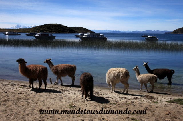 Lac Titicaca (10).JPG