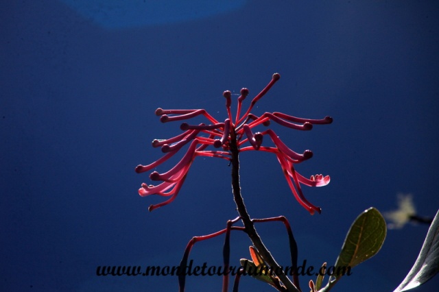 Machu Picchu (41).JPG