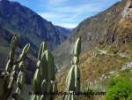 Colca Canyon (110).JPG