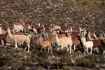 Colca Canyon (178).JPG