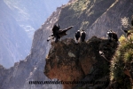 Colca Canyon (42).JPG