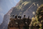 Colca Canyon (43).JPG