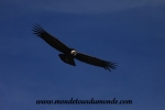 Colca Canyon (64).JPG
