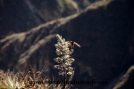 Colca Canyon (97).JPG