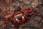 Galapagos (114).JPG