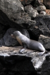 Galapagos (135).JPG