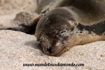 Galapagos (160).JPG