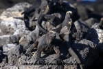 Galapagos (18).JPG