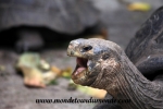 Galapagos (206).JPG