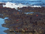 Galapagos (27).JPG