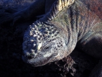 Galapagos (28).JPG
