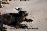 Galapagos (35).JPG