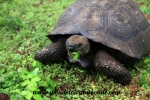 Galapagos (47).JPG