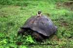 Galapagos (49).JPG