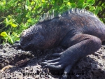 Galapagos (58).JPG