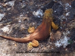 Galapagos (63).JPG