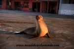 Galapagos (80).JPG
