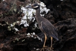 Galapagos (295).JPG