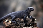 Galapagos (312).JPG