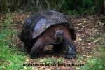Galapagos (358).JPG