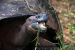 Galapagos (362).JPG