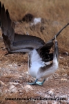 Galapagos (395).JPG
