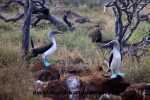 Galapagos (396).JPG