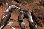 Galapagos (419).JPG