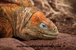 Galapagos (437).JPG