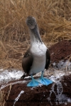 Galapagos (446).JPG