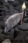 Galapagos (485).JPG