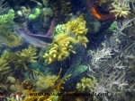 Bocas del Toro (30).JPG