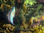 Bocas del Toro (37).JPG