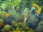 Bocas del Toro (43).JPG