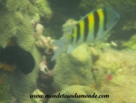 Bocas del Toro (44).JPG