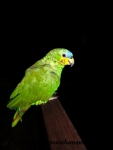 Iquitos (33).JPG