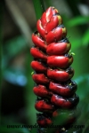Manuel Antonio (1).JPG