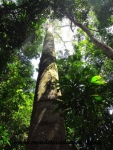 Manuel Antonio (118).JPG