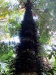 Manuel Antonio (122).JPG
