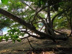 Manuel Antonio (136).JPG